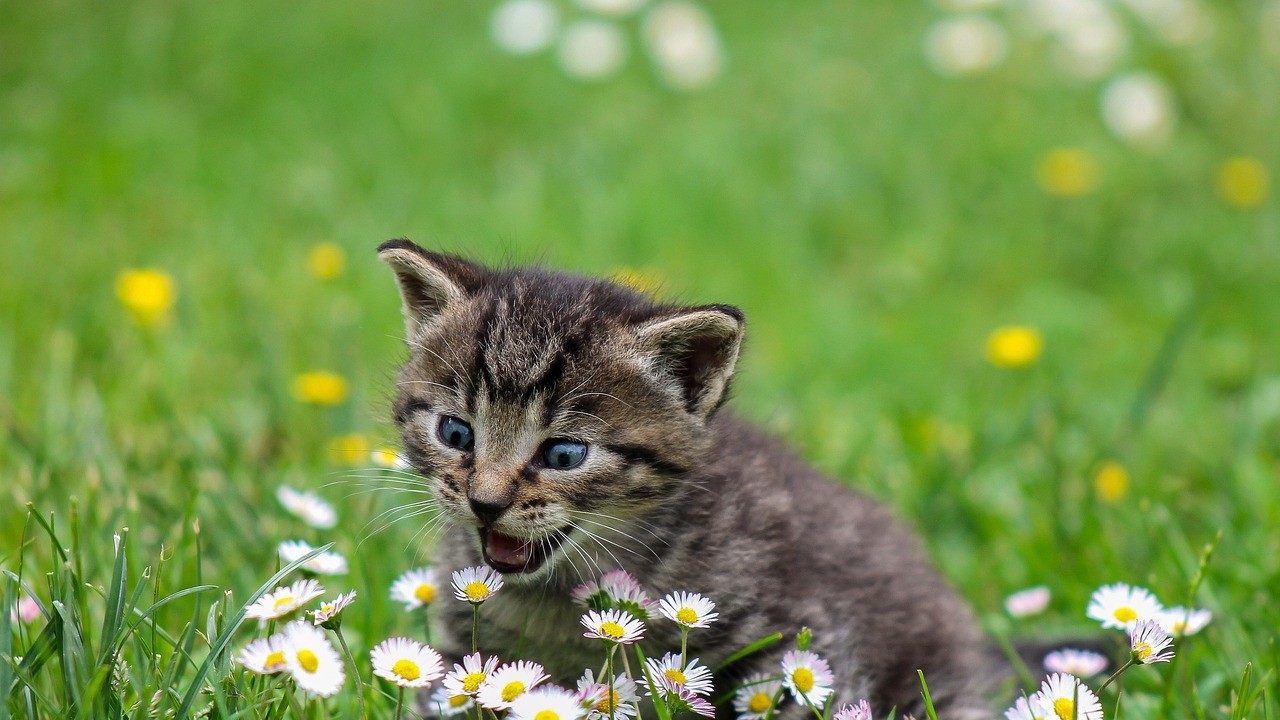 吃花的小猫咪